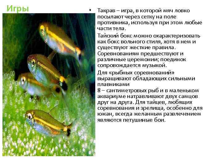 Игры  • Такрав – игра, в которой мяч ловко   посылают через