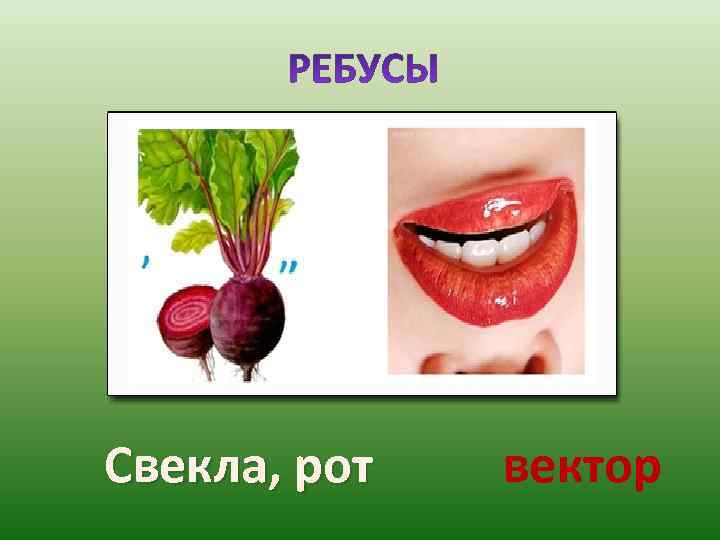 Свекла, рот  вектор 