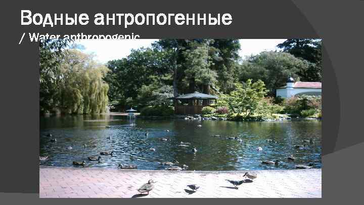 Водные антропогенные / Water anthropogenic 