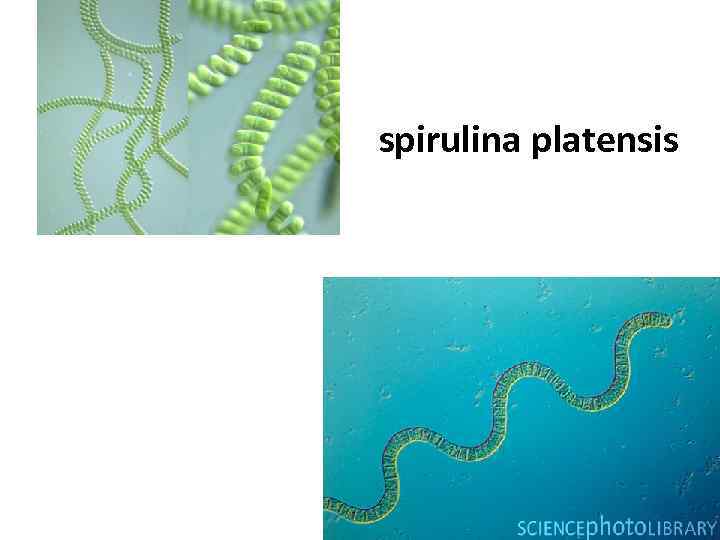 spirulina platensis 