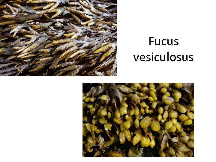  Fucus vesiculosus 