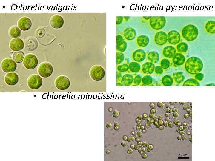  • Chlorella vulgaris  • Chlorella pyrenoidosa    • Chlorella minutissima