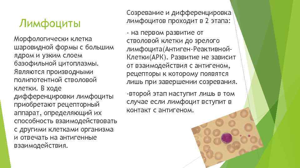       Созревание и дифференцировка Лимфоциты    