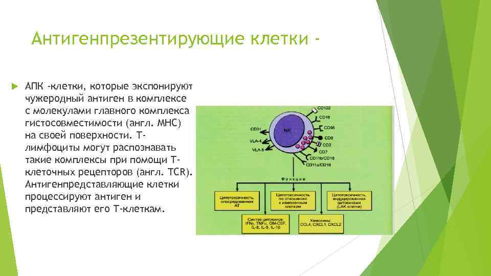 Иммунокомпетентные клетки презентация