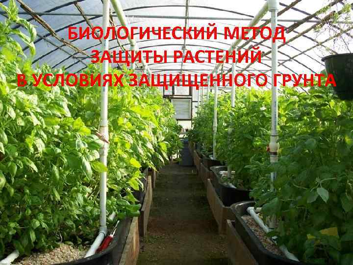  БИОЛОГИЧЕСКИЙ МЕТОД   ЗАЩИТЫ РАСТЕНИЙ В УСЛОВИЯХ ЗАЩИЩЕННОГО ГРУНТА 