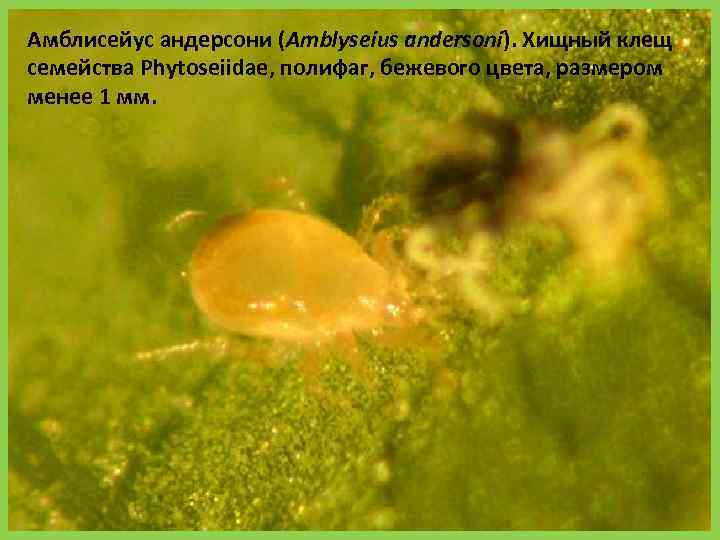 Амблисейус андерсони (Amblyseius andersoni). Хищный клещ семейства Phytoseiidae, полифаг, бежевого цвета, размером менее 1
