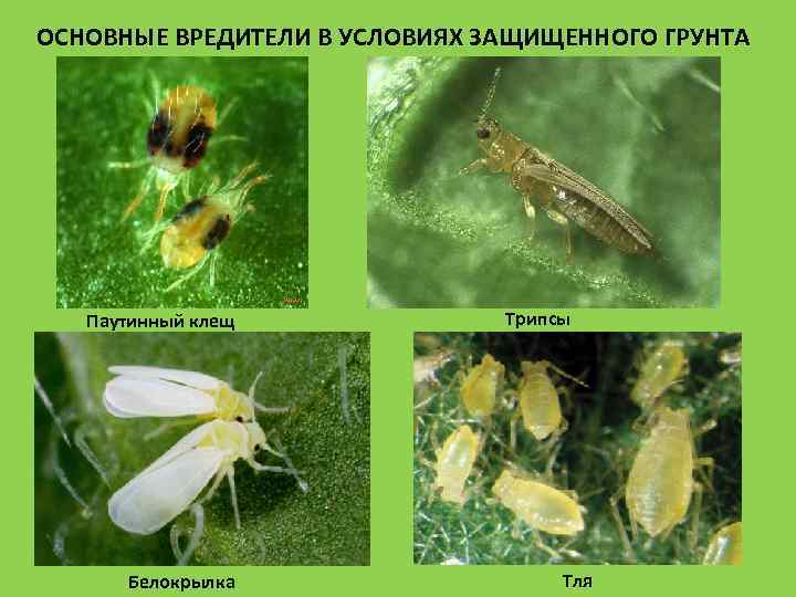 ОСНОВНЫЕ ВРЕДИТЕЛИ В УСЛОВИЯХ ЗАЩИЩЕННОГО ГРУНТА  Паутинный клещ   Трипсы  Белокрылка