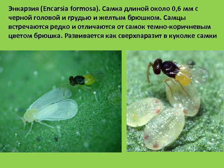 Энкарзия (Encarsia formosa). Самка длиной около 0, 6 мм с черной головой и грудью