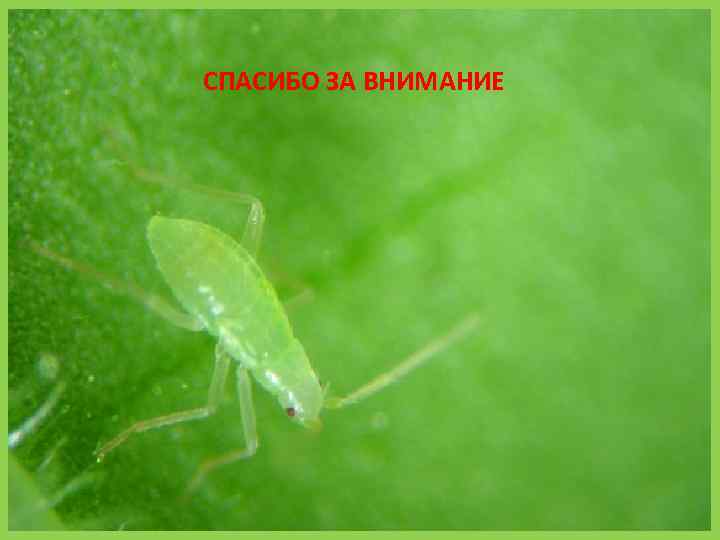 СПАСИБО ЗА ВНИМАНИЕ 