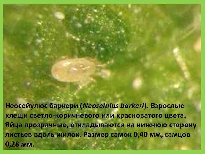 Неосейулюс баркери (Neoseiulus barkeri). Взрослые клещи светло коричневого или красноватого цвета.  Яйца прозрачные,