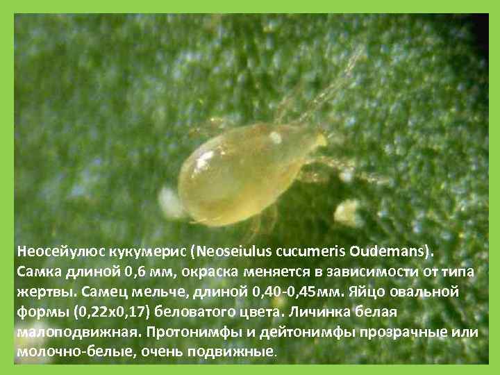 Неосейулюс кукумерис (Neoseiulus cucumeris Oudemans).  Самка длиной 0, 6 мм, окраска меняется в