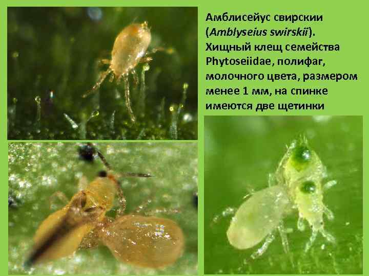 Амблисейус свирскии (Amblyseius swirskii).  Хищный клещ семейства Phytoseiidae, полифаг,  молочного цвета, размером