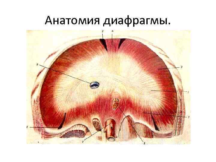 >Анатомия диафрагмы. 