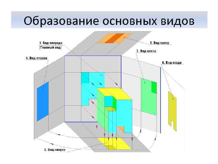Образование основных видов 