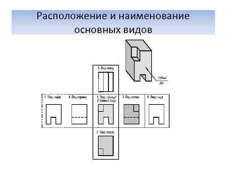Расположение и наименование  основных видов 