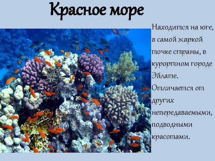 Красное море    Находится на юге,   в самой жаркой 