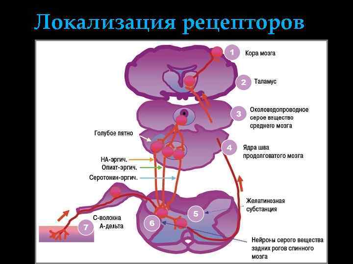 Локализация рецепторов 