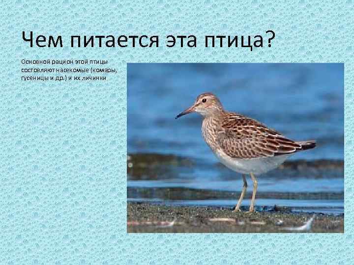 Чем питается эта птица? Основной рацион этой птицы состовляют насекомые (комары,  гусеницы и