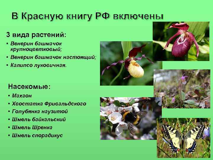   В Красную книгу РФ включены 3 вида растений:  • Венерин башмачок