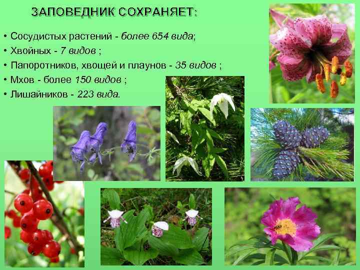   ЗАПОВЕДНИК СОХРАНЯЕТ:  •  Сосудистых растений - более 654 вида; 