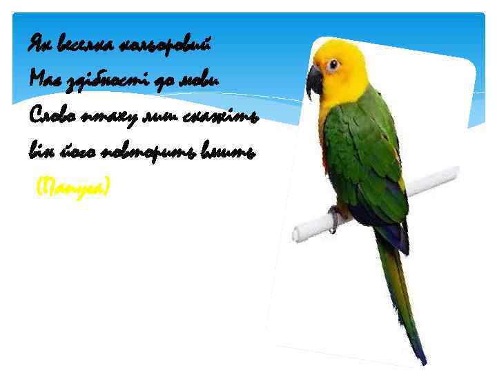 Як веселка кольоровий Має здібності до мови Слово птаху лиш скажіть він його повторить