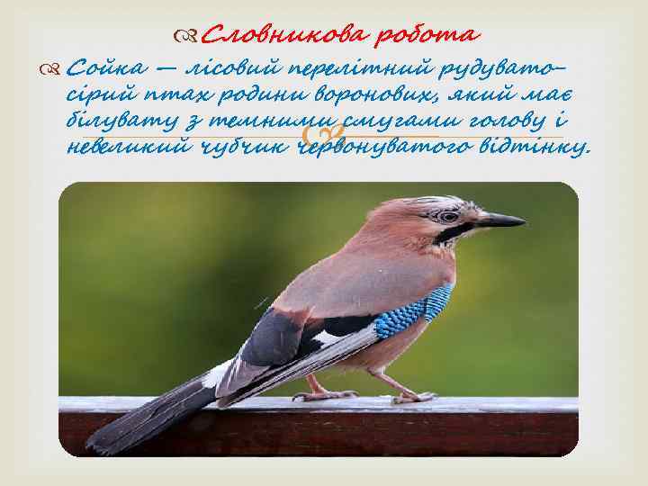   Словникова робота  Сойка — лісовий перелітний рудувато-  сірий птах родини