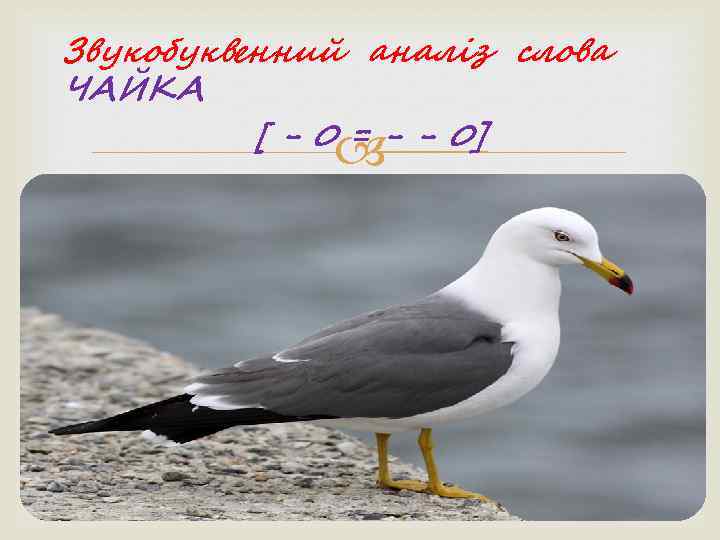 Звукобуквенний аналіз слова ЧАЙКА  [ - 0 = - - 0]  