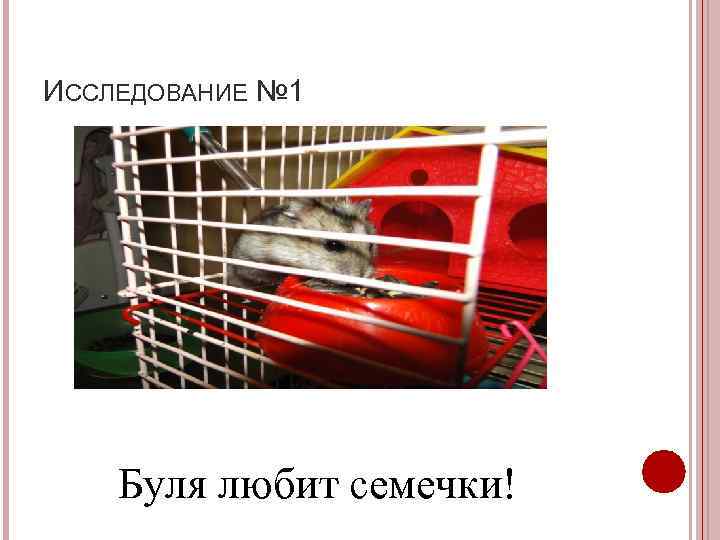 ИССЛЕДОВАНИЕ № 1   Буля любит семечки! 