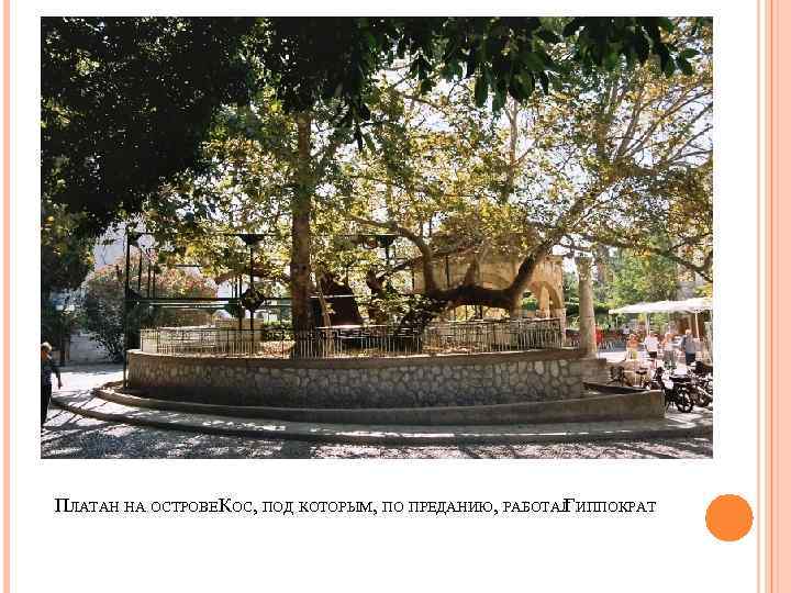 ПЛАТАН НА ОСТРОВЕ КОС, ПОД КОТОРЫМ, ПО ПРЕДАНИЮ, РАБОТАЛ ИППОКРАТ    