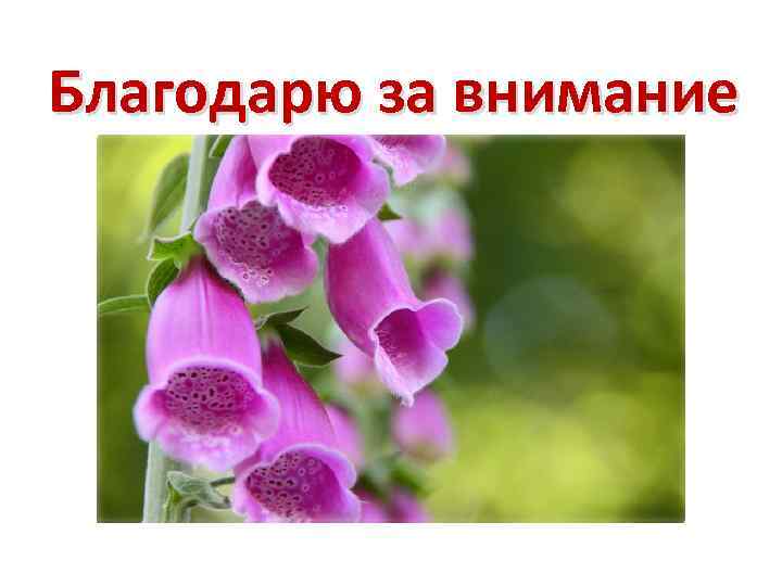 Благодарю за внимание 