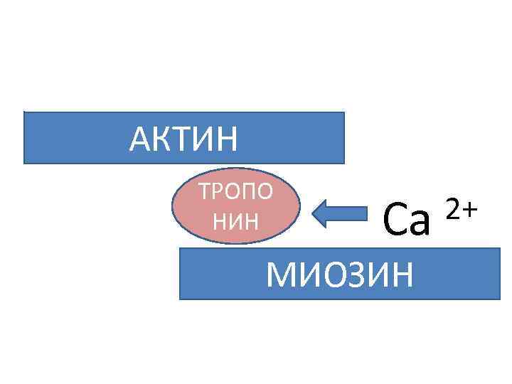 АКТИН  ТРОПО НИН Са  2+   МИОЗИН 
