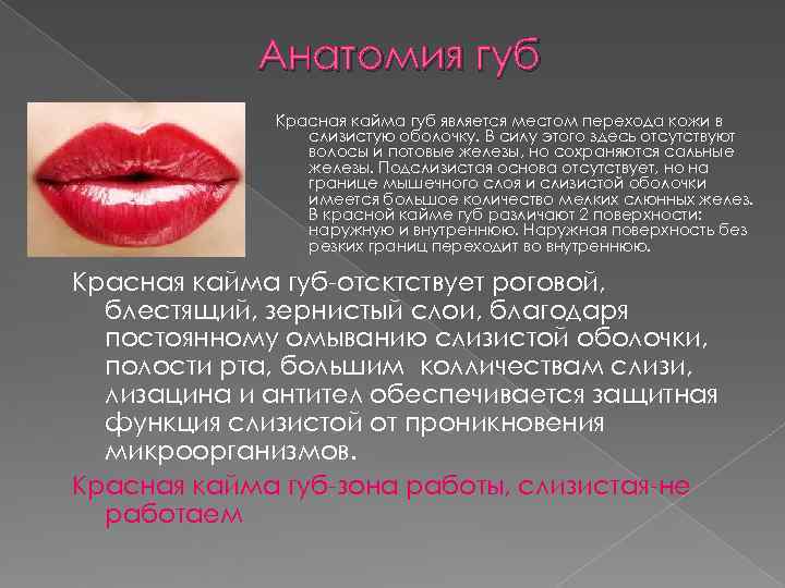 Анатомия губ Красная кайма губ является местом перехода кожи в Анатомия губ Красная кайма губ является местом перехода кожи в
