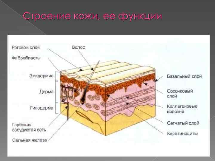 Строение кожи, ее функции Строение кожи, ее функции