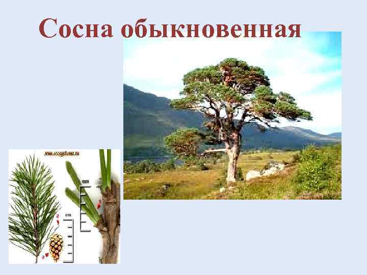 Сосна обыкновенная 