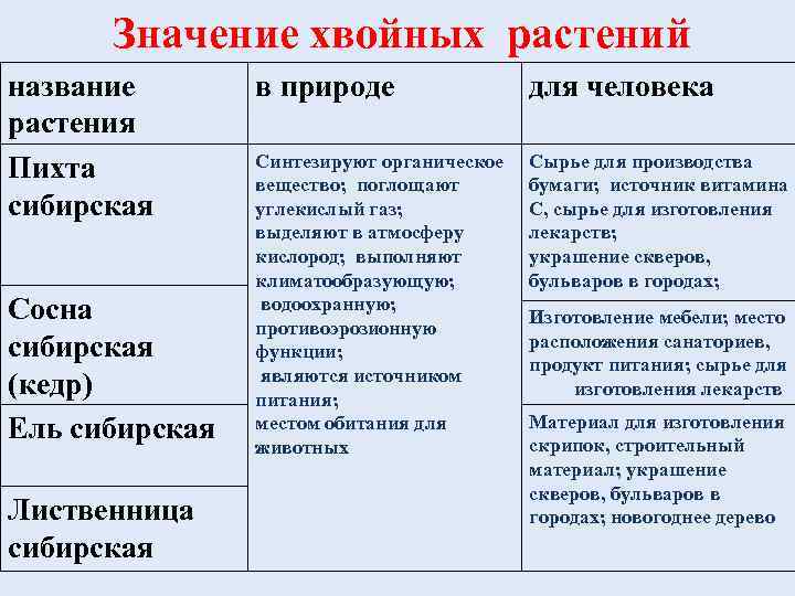  Значение хвойных растений название  в природе   для человека растения 