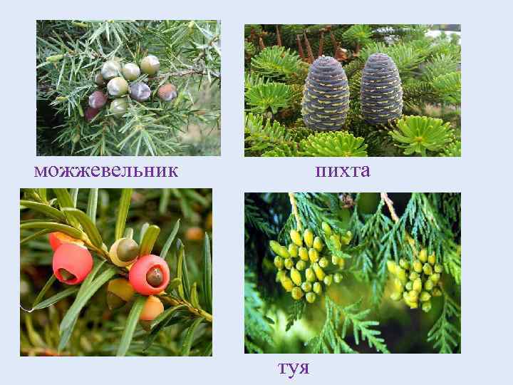 можжевельник   пихта    туя 