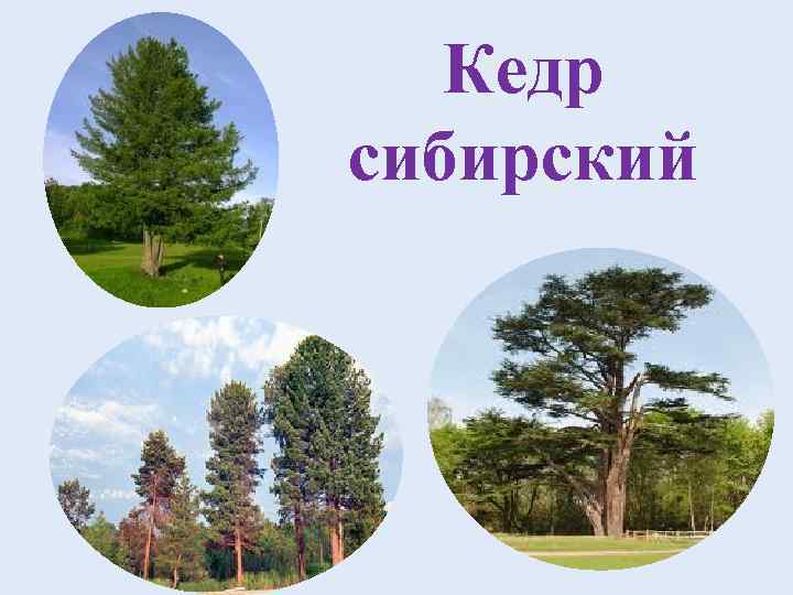   Кедр сибирский 