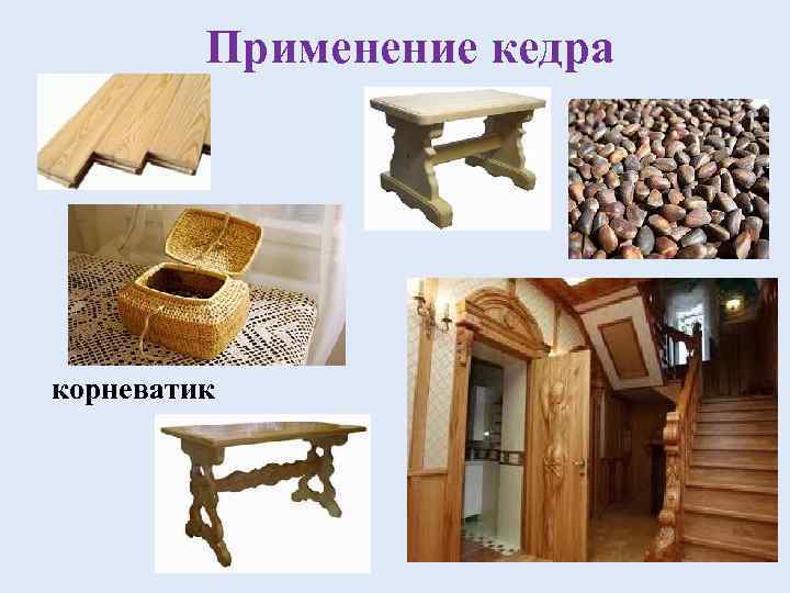    Применение кедра корневатик 