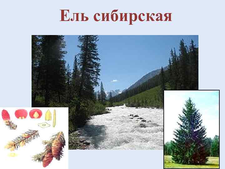 Ель сибирская 