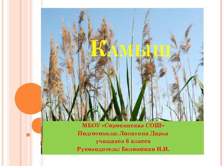   КАМЫШ  МБОУ «Сорокинская СОШ» Подготовила: Лопатина Дарья учащаяся 6 класса Руководитель: