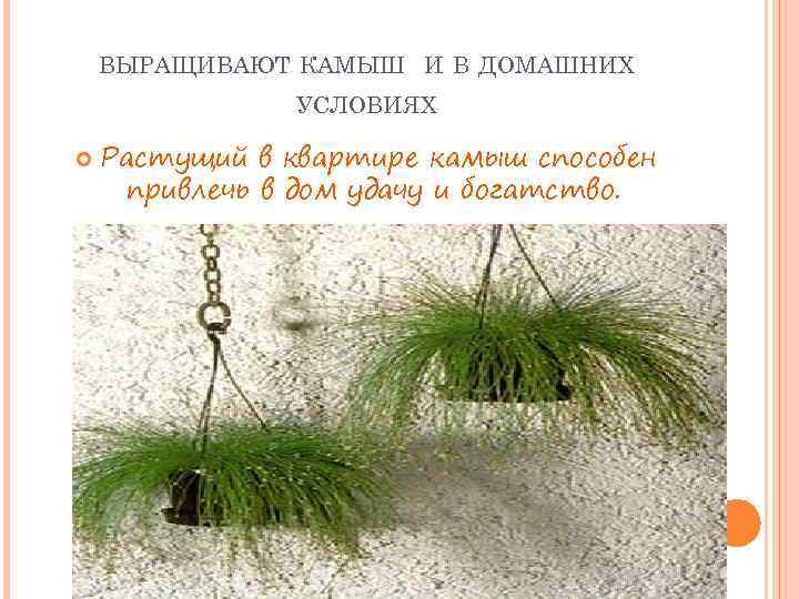   ВЫРАЩИВАЮТ КАМЫШ И В ДОМАШНИХ   УСЛОВИЯХ Растущий в квартире камыш