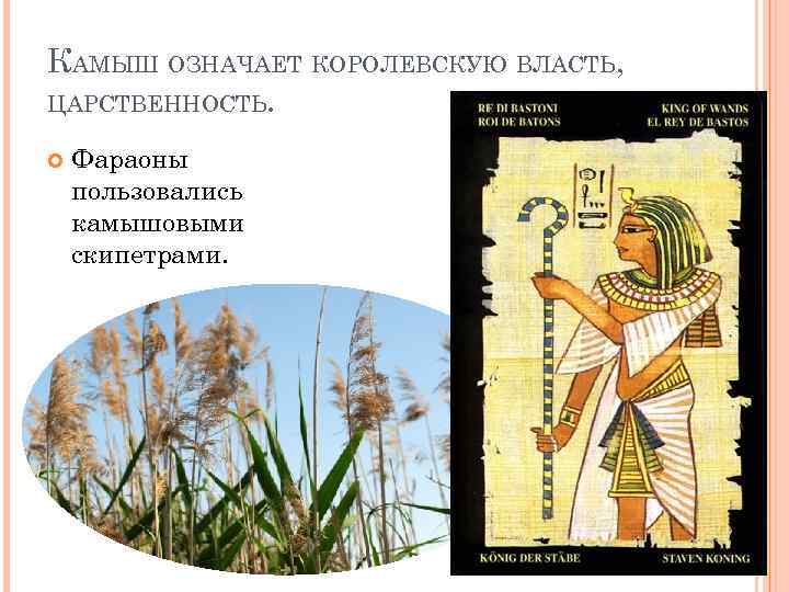 КАМЫШ ОЗНАЧАЕТ КОРОЛЕВСКУЮ ВЛАСТЬ, ЦАРСТВЕННОСТЬ.  Фараоны пользовались камышовыми скипетрами.  