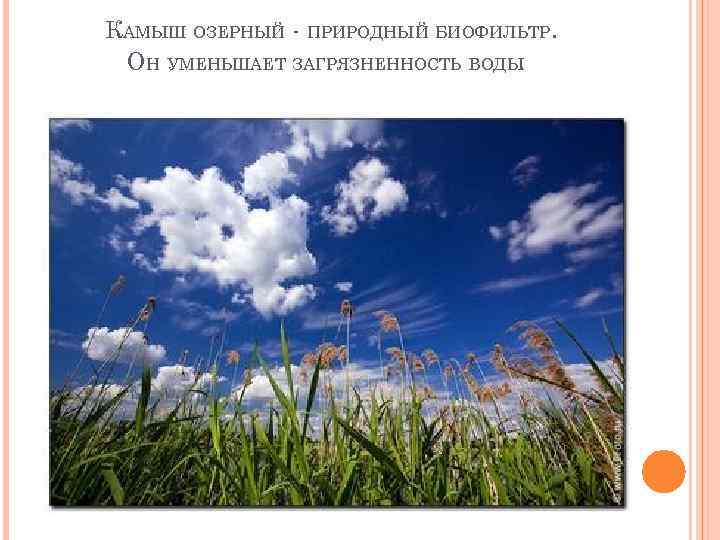 КАМЫШ ОЗЕРНЫЙ - ПРИРОДНЫЙ БИОФИЛЬТР.  ОН УМЕНЬШАЕТ ЗАГРЯЗНЕННОСТЬ ВОДЫ.  