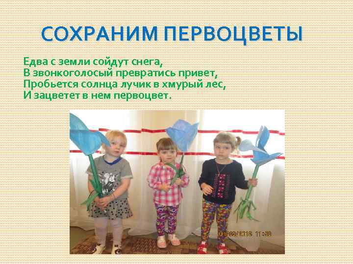   СОХРАНИМ ПЕРВОЦВЕТЫ Едва с земли сойдут снега, В звонкоголосый превратись привет, Пробьется