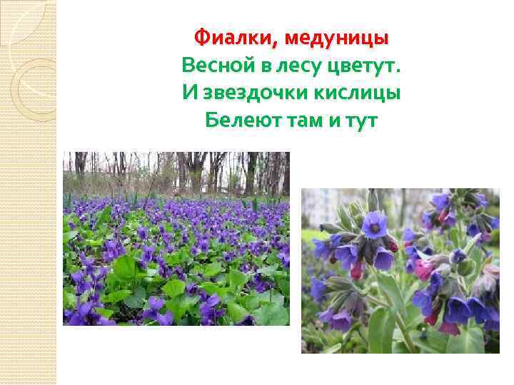 Фиалки, медуницы Весной в лесу цветут. И звездочки кислицы  Белеют там и