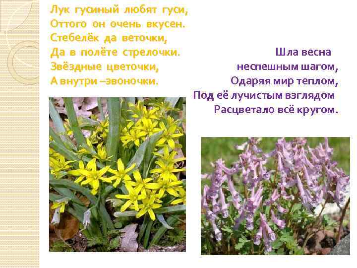 Лук гусиный любят гуси,        Оттого он очень