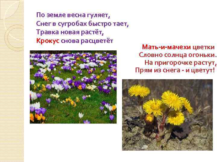 По земле весна гуляет, Снег в сугробах быстро тает, Травка новая растёт, Крокус снова