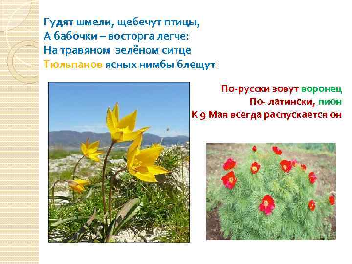 Гудят шмели, щебечут птицы, А бабочки – восторга легче: На травяном зелёном ситце Тюльпанов