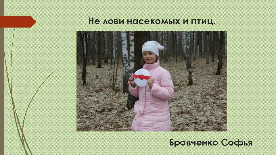 Не лови насекомых и птиц.     Бровченко Софья 