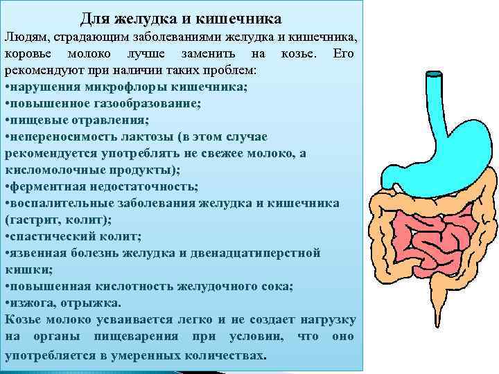   Для желудка и кишечника Людям, страдающим заболеваниями желудка и кишечника, коровье молоко